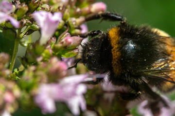 Bienen, Hummeln, Bremsen, Wespen, Fliegen, Schmetterlinge, Schwebfliegen beim fressen und bestäuben von Nutzpflanzen und anderen Blumen