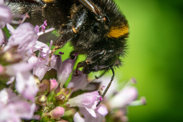Bienen, Hummeln, Bremsen, Wespen, Fliegen, Schmetterlinge, Schwebfliegen beim fressen und...