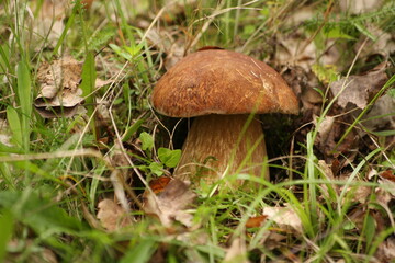 Boletus mushroom in the forest