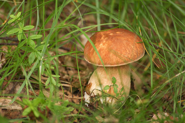 Boletus mushroom in the forest