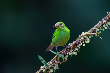 Fototapeta premium Green Honeycreeper (Chlorophanes spiza) female sitting on a branch in the rainforest mear Boca Tapada in Costa Rica