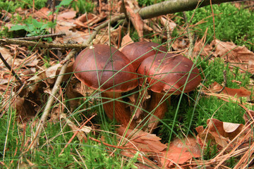Forest mushroom brown cap boletus growing in the autumn forest among the moss. Edible mushroom (Boletus badius) on sunny autumn day in wood.