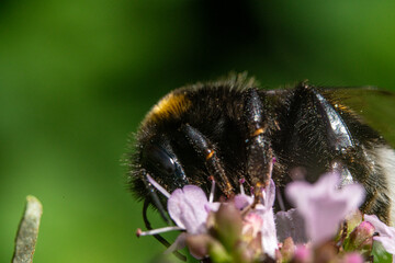 Bienen, Hummeln, Bremsen, Wespen, Fliegen, Schmetterlinge, Schwebfliegen beim fressen und bestäuben von Nutzpflanzen und anderen Blumen