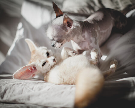 fennec fox and chihuahua