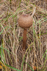 closed umbrella mushroom standing in the grass