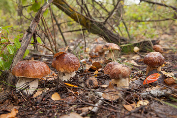 Boletus mushrooms in the forest