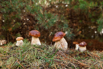 Boletus mushrooms in the forest
