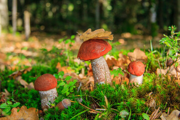Mushroom Leccinum Aurantiacum (Orange-Cap Boletus) in the autumn forest