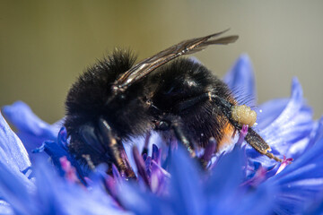 Bienen, Hummeln, Bremsen, Wespen, Fliegen, Schmetterlinge, Schwebfliegen beim fressen und...