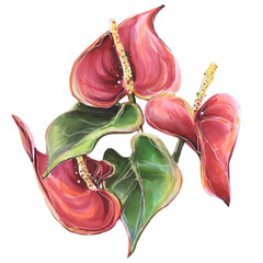 flower tropical anthurium red, illustration markers and liners