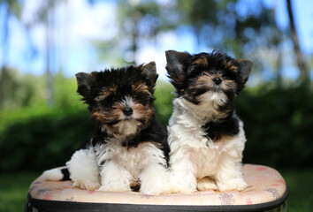 Two Biewer Terrier puppies in nature.
