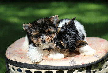 Two Biewer Terrier puppies in nature.
