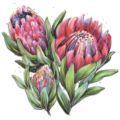flower tropical jungle protea red illustration