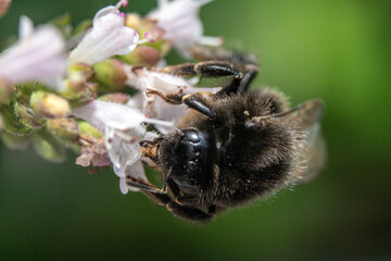 Bienen, Hummeln, Bremsen, Wespen, Fliegen, Schmetterlinge, Schwebfliegen beim fressen und...
