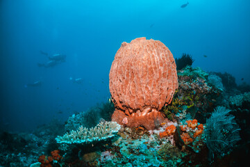 Underwater coral reef scene, colorful corals surrounded by small fish in crystal clear water, Indonesia