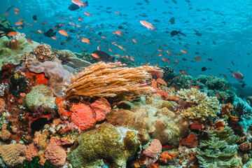 Underwater coral reef scene, colorful corals surrounded by small fish in crystal clear water,...