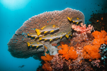 Underwater coral reef scene, colorful corals surrounded by small fish in crystal clear water, Indonesia