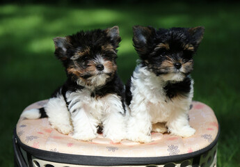 Two Biewer Terrier puppies in nature.
