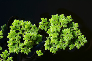 Mosquito fern or water fern in pond. Close-up little plant in nature with outdoor morning light. Can used for nature background.