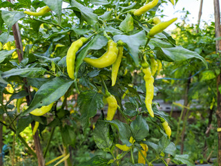 green cayenne pepper, taken directly from the chili plantation
