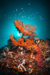 Underwater coral reef scene, colorful corals surrounded by small fish in crystal clear water, Indonesia