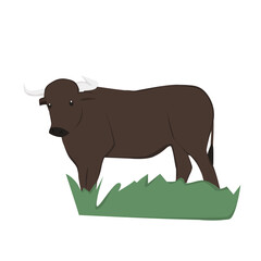 Bull Illustration