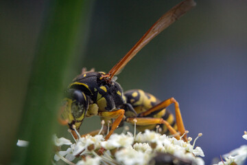Bienen, Hummeln, Bremsen, Wespen, Fliegen, Schmetterlinge, Schwebfliegen beim fressen und...