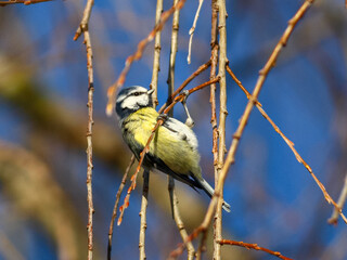 Blue tit perching on a branch