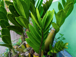 Obraz premium plants for gardening, suitable for decorating the house