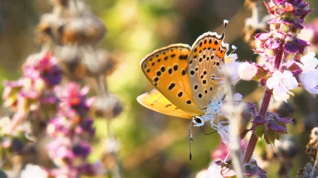 closeup of a Lesser Fiery Copper butterfly feeding on a wild flower, Israel