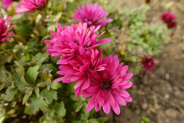 Closeup of magenta colored flowers of Chrysanthemums in November