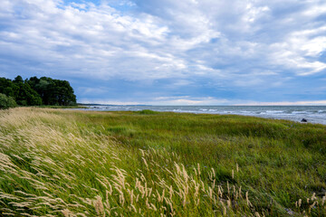 Fototapeta na wymiar Coastal landscape with long grass on the island of Gotland in Sweden