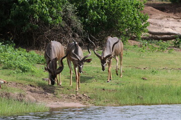 Obraz na płótnie Canvas African Kudu by the Chobe River in Botswana