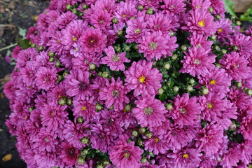 Purplish pink flowers of Chrysanthemums in mid October