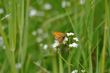 Thymelicus sylvestris