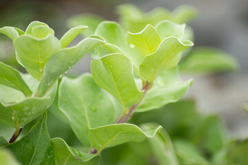 幻想的なオニダルマギク