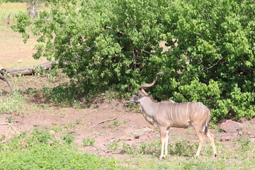 African Kudu by the Chobe River in Botswana