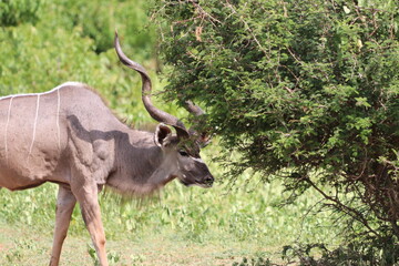 Naklejka na ściany i meble African Kudu by the Chobe River in Botswana