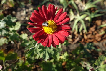 Flower of red and yellow Chrysanthemum with fly in mid November