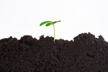 Green seedling sprouting from soil isolated on white background