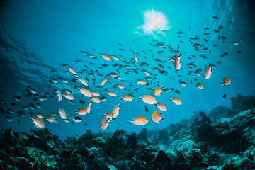 Fototapeta na wymiar Underwater scene, colorful school of reef fish swimming among colorful coral reef