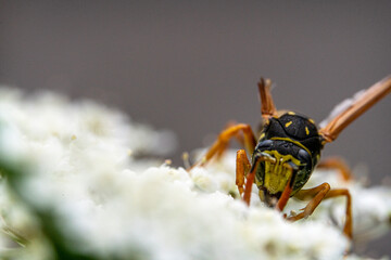 Bienen, Hummeln, Bremsen, Wespen, Fliegen, Schmetterlinge, Schwebfliegen beim fressen und...