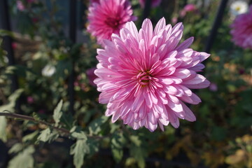 Close shot of pink flower of Chrysanthemum in mid November