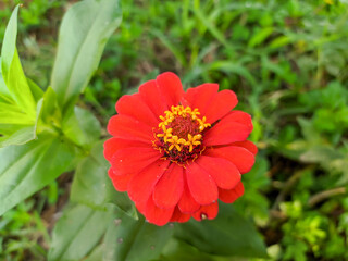 Beautiful flowers with bright colors, with opaque backgrounds