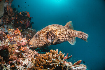 Underwater scene, colorful reef puffer fish swimming among colorful coral reef