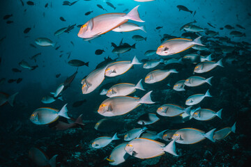 Underwater scene, colorful school of reef fish swimming among colorful coral reef