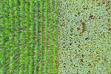 two different fields from above