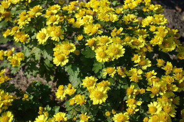 Obraz premium Bright yellow flowers of Chrysanthemums with bee in mid October