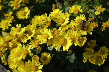 Close shot of bee pollinating yellow flowers of Chrysanthemums in mid October