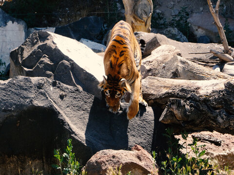 The tiger, Panthera tigris is the largest extant cat species and a member of the genus Panthera.